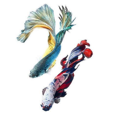 This Betta Fish Photography Is Anything But Basic