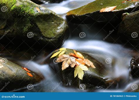 Autumn Scene With Leafs On Stones Stock Image Image Of Autumn