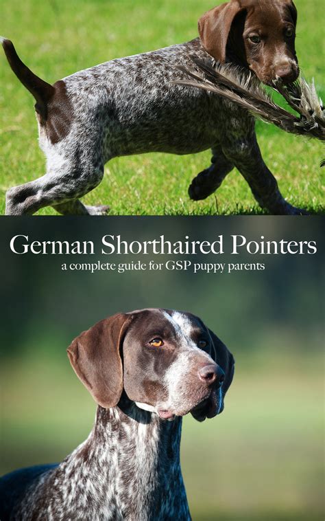 German Shorthaired Pointer The Happy Puppy Site
