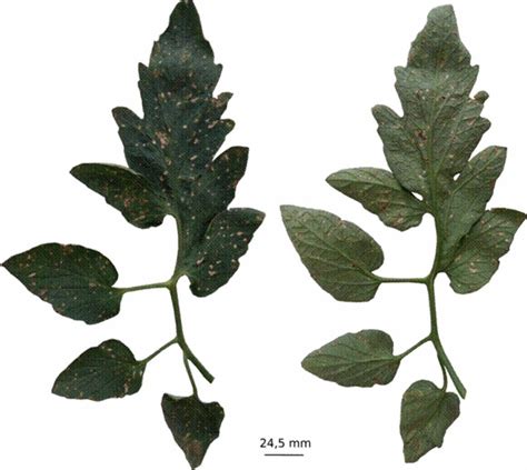 Tomato Leaf With Characteristic Symptoms Of Gray Leaf Spot Consisting