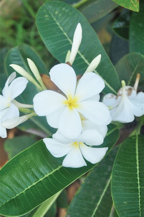 Malaysia's latitude and longitude is 2° 30' n and 112° 30' e. Right plants for scented garden | New Straits Times ...