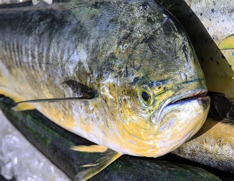 You'll need to consider the shipping distance, transit duration, the weight of your packaging, and more. How Much Does Mahi Mahi Cost? | HowMuchIsIt.org