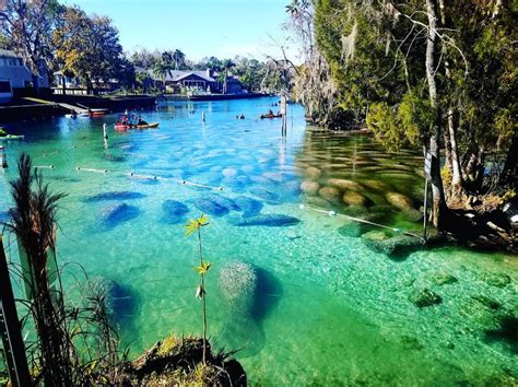 Florida Manatees 12 Best Natural Places For Viewing In The Winter