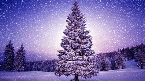 Hd Wallpaper Forest Winter Christmas Tree 8k Snowy 8k Uhd