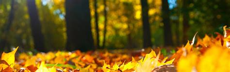 Autumn Dual Monitor Wallpapers Wallpaper Cave