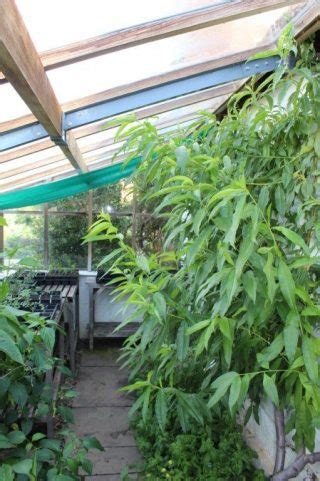 In essence, you're shaping espalier fruit trees in a y shape, and then allowing short fruiting spurs to develop along the two upper arms of the y. Fan-trained Stone Fruit Trees in Greenhouses