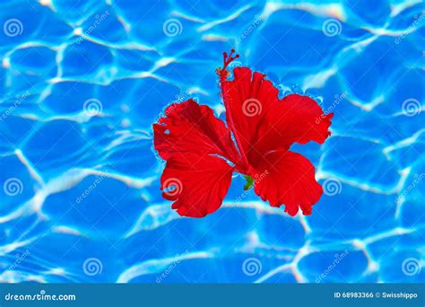 Tropical Hibiscus Flower In Water Stock Photo Image Of Ecology
