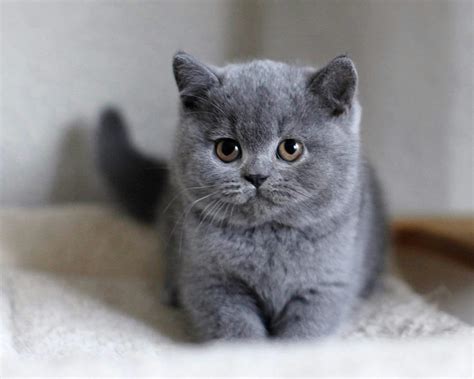 British Shorthair 7 Reasons To Own This Cat Breed