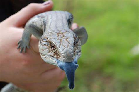 Australian Blue Tongue Skink Facts And Pictures