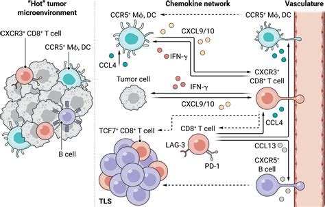 CXCL9 And CXCL10 Bring The Heat To Tumors Science Immunology