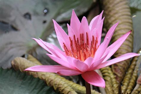 Red Water Lily Nymphaea Rubra Flower Blooms Stock Photo Image Of