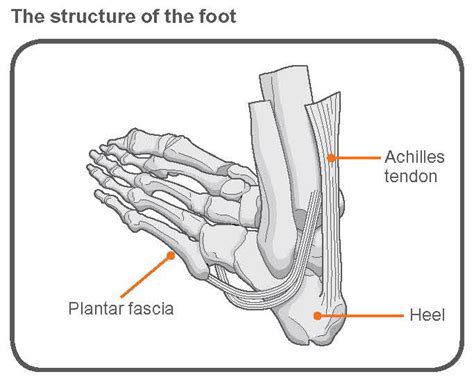 Many factors can cause these injuries, including. Exercise advice for foot pain | The Chartered Society of ...