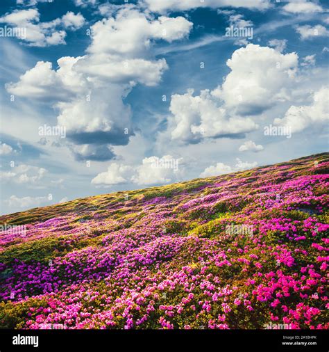Awesome Summer Sunny Landscape With Fluffy Clouds In Blue Sky And