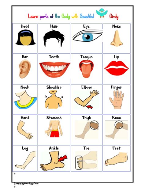 Parts Of The Body Chart For Kids Learningprodigy Charts