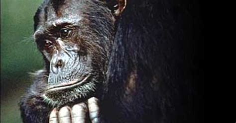 Scientists Trace Hiv To Chimps Cbs News