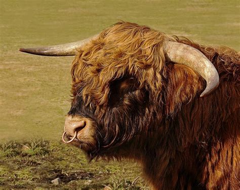 Their coat is also quite thick, which is a result of where the breed was developed: Pin by Jonathan Shuman on Highland Coos | Highland cattle ...