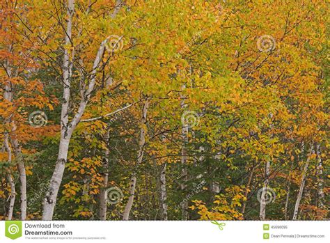 Autumn Forest Of Birch Trees Stock Image Image Of Forest Landscape