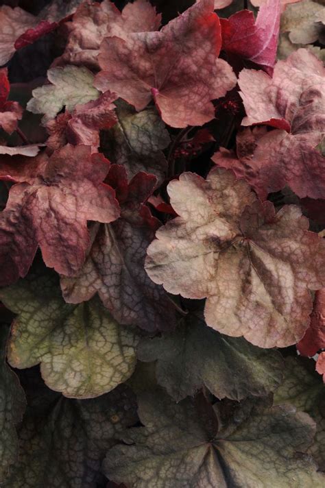 15 Shade Loving Plants That Are Made For A Tree Lined Garden Heuchera