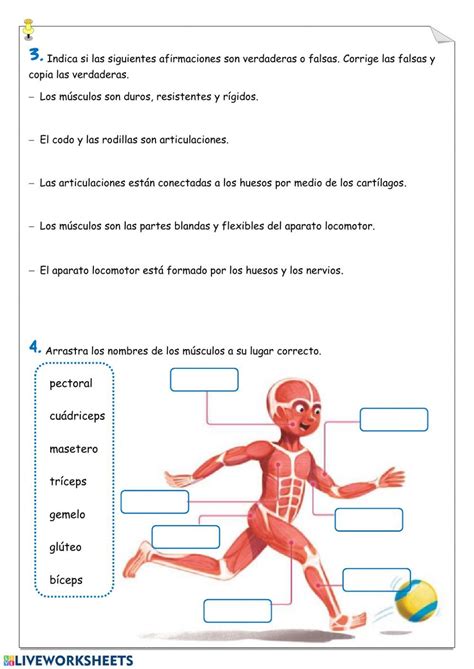 Atividade Sistema Locomotor 6 Ano
