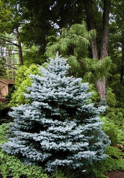 Montgomery Blue Spruce Blue Tree Landscaping Evergreen Landscape
