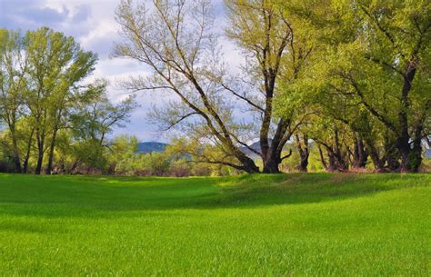Free Images Tree Grass Lawn Meadow Summer Idyllic Green