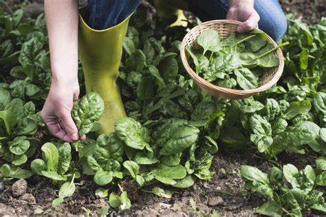 The 12 fastest growing vegetables to get your garden started, whether you're starting late in the season or are just impatient and can't wait to harvest! 13 Fastest Growing Vegetables You Can Harvest In No Time ...