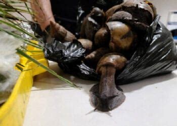 Ghanaian Man With Giant Snails In His Luggage Briefly Detained At