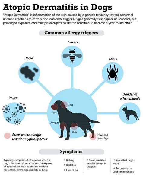 Dog Allergies For Humans Loankas