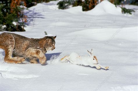 Lynx Hunting Snowshoe Hare Stock Image C Science Photo Library