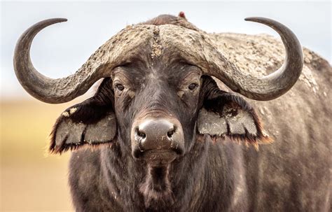 Download Animal African Buffalo Hd Wallpaper