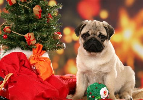 People getting puppies for christmas! Christmas Dog Wallpapers - Wallpaper Cave
