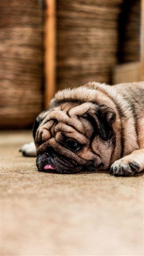 Download Wallpaper 1350x2400 Pug Dog Protruding Tongue Sad Pet