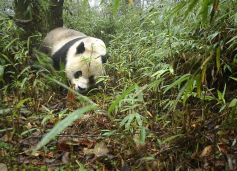 Wild Giant Pandas In China No Longer Endangered Xinhua English