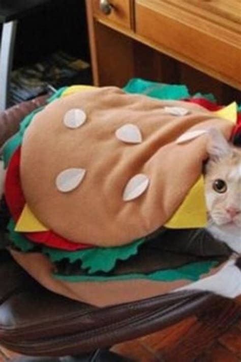 Cat Costumes Halloween Costumes Hamburger Costume Halloween Cat