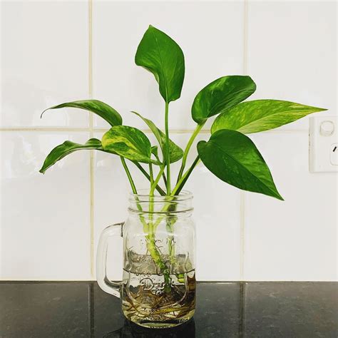 18 Water Plants For Vases
