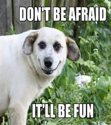Pin By Wowgoodday On Funny Animals Funny Dog Captions Scary Dogs