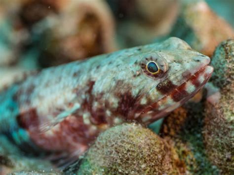 Hawaiian Lizardfish Synodus Ulae Jonmcclintock Flickr