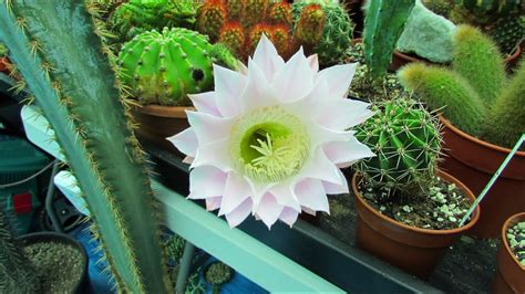 Choose from a wide range of similar scenes. Echinopsis oxygona Easter Lily Cactus in beautiful Bloom ...