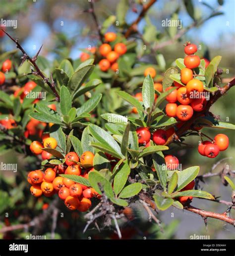 The Bright Orange Berries Of The Cotoneaster Plant A Member Of The