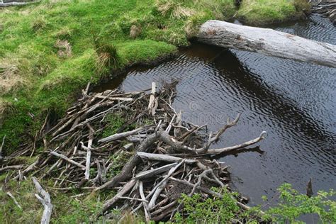 The Beaver Dam Stock Photo Image Of Patagonia Ushuaia 50427248