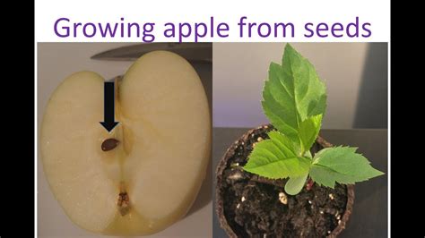 How To Grow Apple From Seed To Plant First Two Months Time Lapse