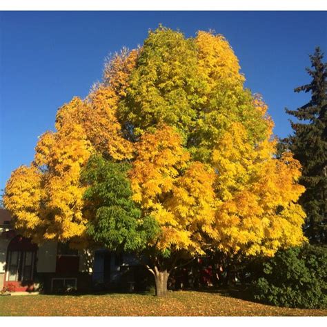 The Most Beautiful Vibrant Fall Tree That I Have Come Across This Fall