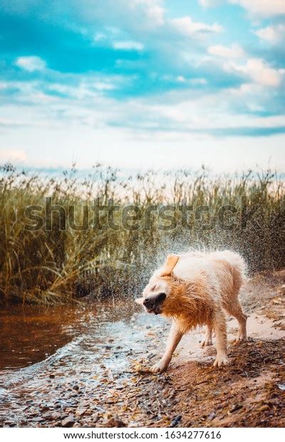 Golden Retriever Shaking Off Water After Stock Photo 1634277616
