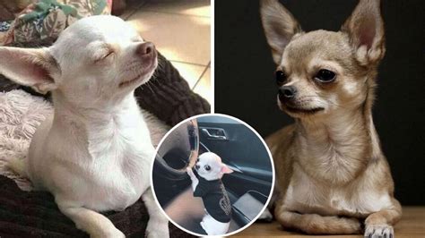 5 Memes De Perros Chihuahua Para Compartir En Whatsapp Petlife