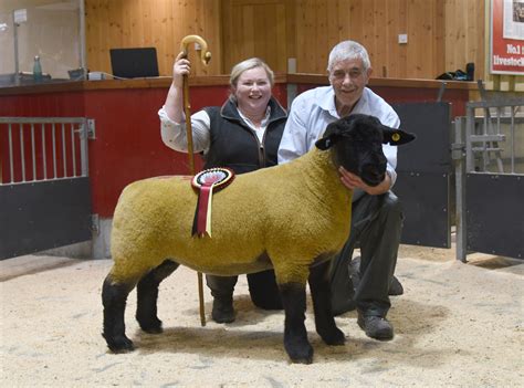 Myfyr Evans Rhaeadr Flock on fire at CM Skipton Suffolks females