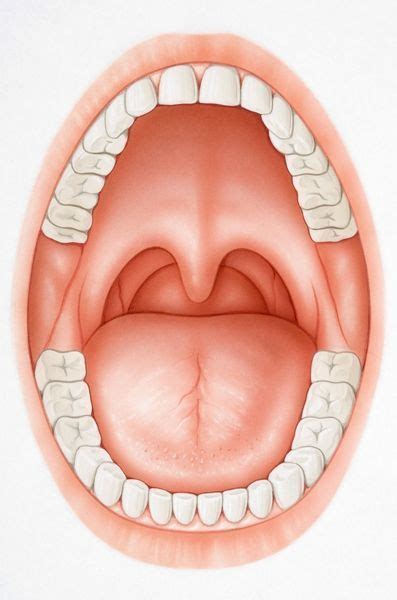 Print Of Wide Open Mouth Revealing Teeth Tongue Palate And Uvula In
