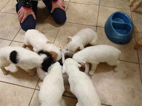 English Setter Puppies For Sale Indianola Ia 320000