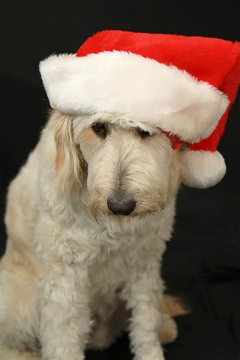 Dog Wearing Santa Hat Stock Photo Image Of Christmas 17538480