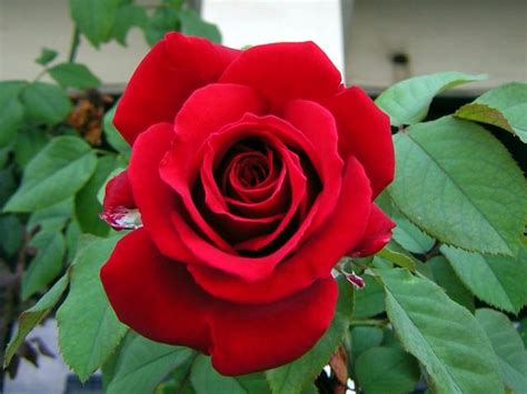 Pasti kebanyakan orang sudah tahu dengan bunga ini. Gambar-gambar bunga mawar merah Paling Indah | Informasi Kumpulan Gambar terbaru paling lengkap