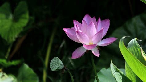 We did not find results for: Lotus Flower Wallpapers Images Photos Pictures Backgrounds